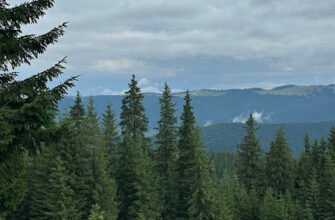 Kototravel: Зона для прогулянок у Львові – доставка вражень
