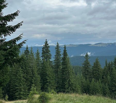 Kototravel: Зона для прогулянок у Львові – доставка вражень