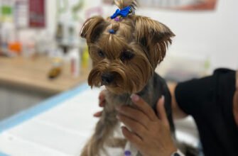 Ветеринарна клініка у Львові – HealthVet для вашого улюбленця