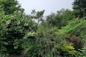 Парк Дибовського у Львові: оазис природи та спокою