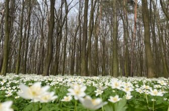 Парк “П’ятий”: новий зелений простір у Львові