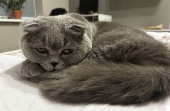 Ветеринарна клініка Avicena у Львові для вашого улюбленця