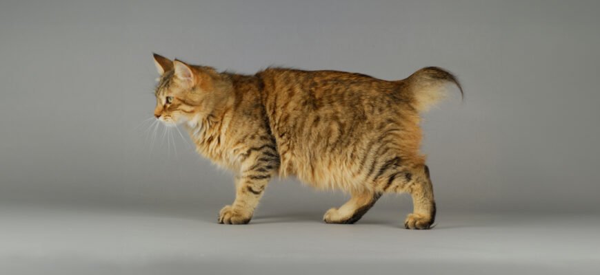 Порода кошек с коротким хвостом: огляд найкращих представників