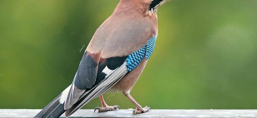 Хто вбив сойку: розкриття таємниці в літературному творі