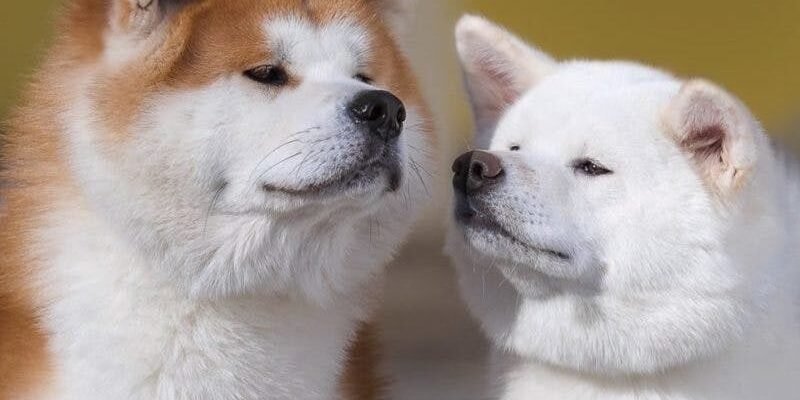 Хатико: порода, характеристики та актуальна ціна у 2023 році