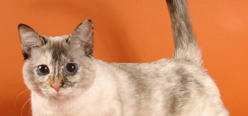 Маленька порода кішок: вибір, особливості та догляд вашого улюбленця