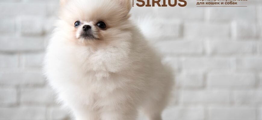 Розкриття таємниць породи шпиц: історія, характеристики і догляд