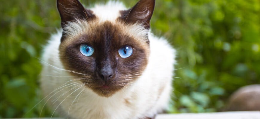 Найпопулярніші породи котів з голубими очима: вібірайте свою улюблену
