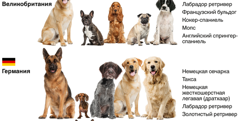 Яка найпопулярніша порода собак у світі: дізнайтесь більше тут!