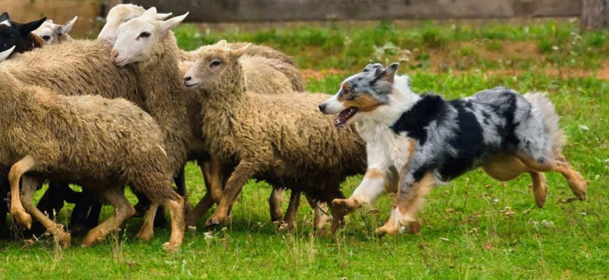 Найкращі породи пастуших собак: оберіть ідеального охоронця для овець