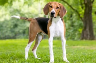 Огляд найкращих мисливських собачих порід: оберіть ідеального компаньйона