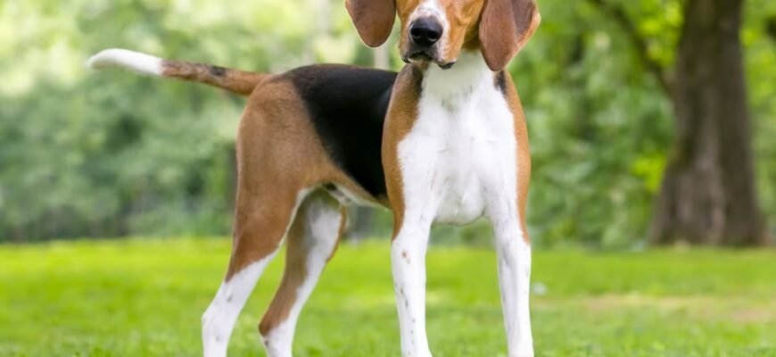 Огляд найкращих мисливських собачих порід: оберіть ідеального компаньйона Огляд найкращих мисливських собачих порід: оберіть ідеального компаньйона