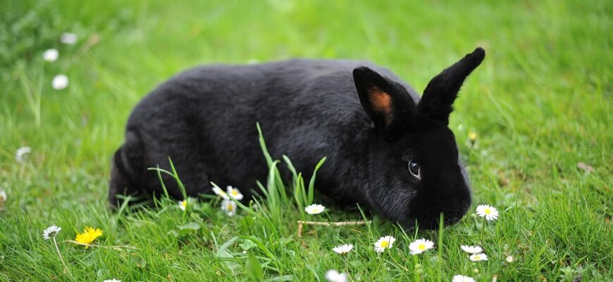 Аляска: особливості та догляд за унікальною породою кроликів