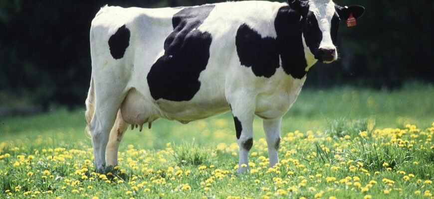 Голштинська порода корів: особливості, переваги та вирощування