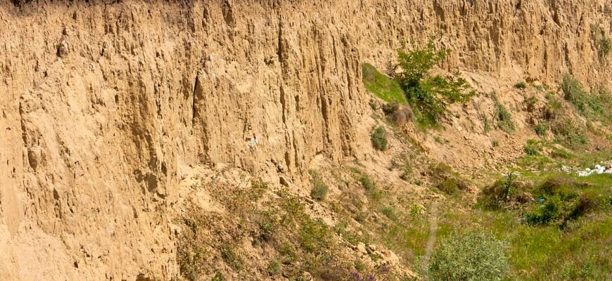 Лесові породи: важливість, властивості та застосування в будівництві