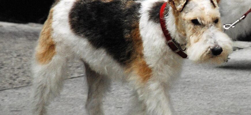 Все про породу фокстер’єр: особливості, історія та догляд