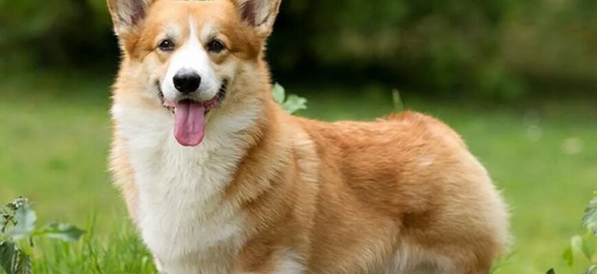 Обираємо породи собак для квартири та родини з дітьми: кращі варіанти