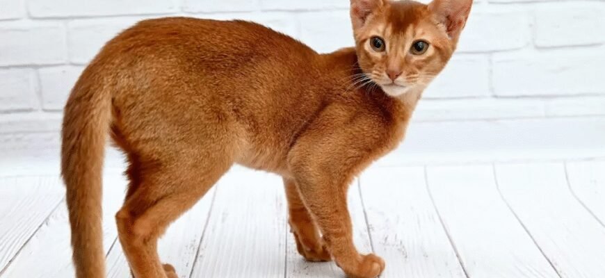 Порода рижих котів: особливості, догляд та кращі представники