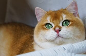 Рудий Кіт: Які Породи Вражають Своєю Неповторністю та Характером