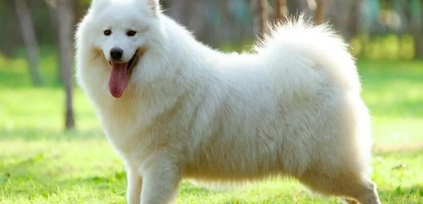 Найкращі породи білих пухнастих собак: вибір вашого ідеального друга