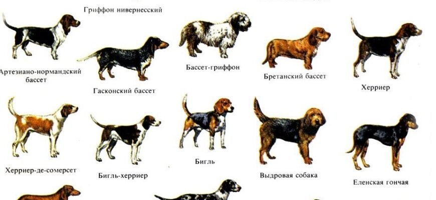 Породи собак на букву К: характеристики та фото популярних варіантів