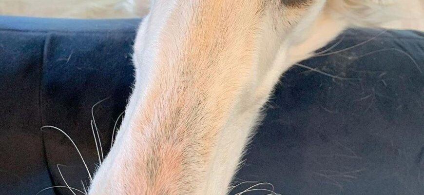 Порода собак з довгою мордою: які особливості та догляд?