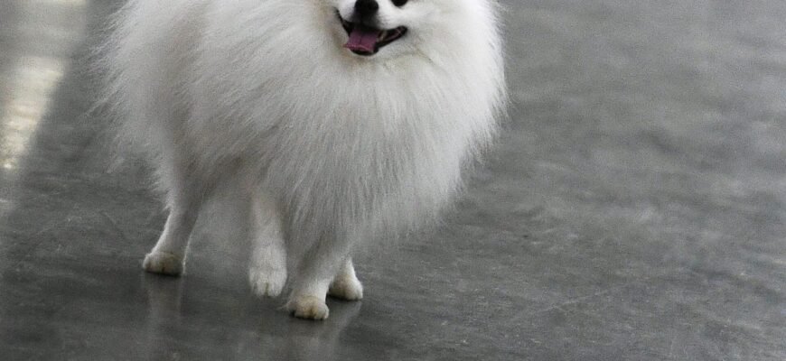 Порода собаки шпиц: особливості, догляд та поради для власників