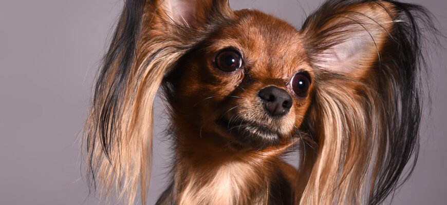 Нова порода собак: відкрийте для себе унікальних чотирилапих друзів