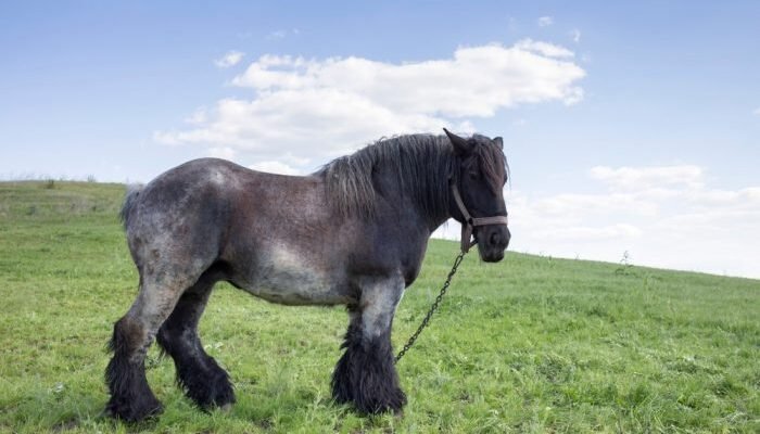 Великі породи коней: огляд найвеличніших представників світу кінноти