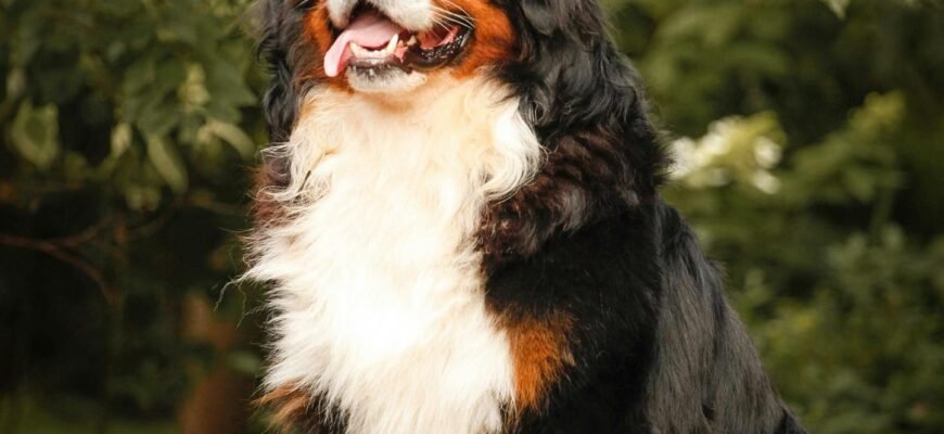 Бернський зенненхунд: Особливості породи собак великих розмірів