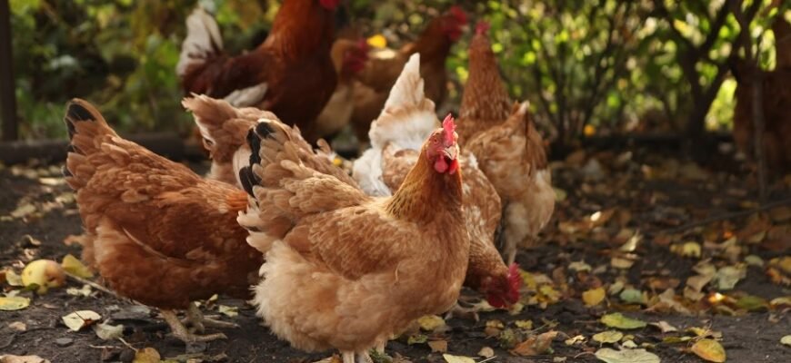 Яєчні породи курей: фото огляд найпродуктивніших порід для вашої ферми