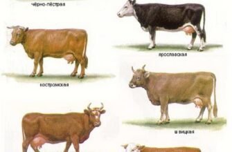 Українські породи корів: особливості та переваги для фермерів
