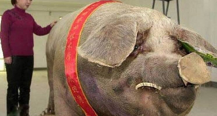 Відкрийте для себе саму велику породу свиней у світі: особливості та факти