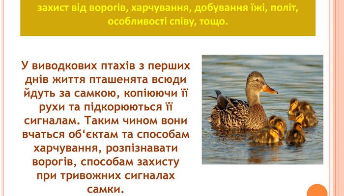 Як вчаться пташенята: процес навчання та перші кроки у світі
