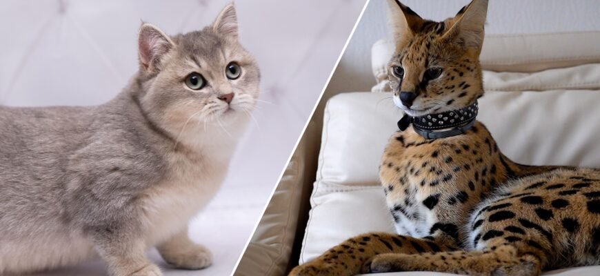 Породи кішок: Фото та Опис Популярних Різновидів Домашніх Улюбленців