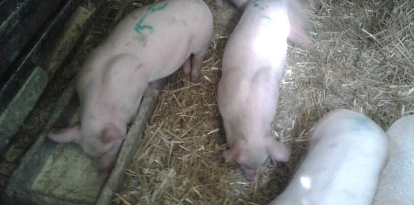 Купити маленьких поросят м’ясної породи: вигідні пропозиції для фермерів