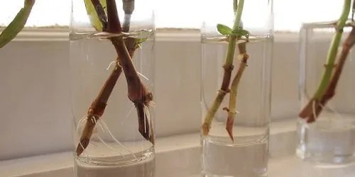 Як посадити розу з гілочки: покрокова інструкція для початківців Як посадити розу з гілочки: покрокова інструкція для початківців