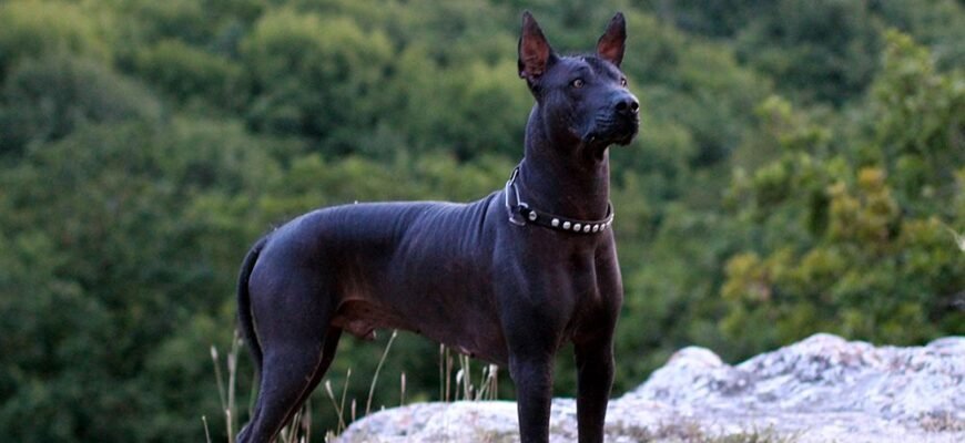 Найрідкісніша порода собак: відкрийте таємниці унікальних чотирилапих друзів