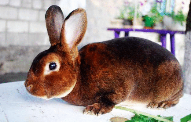 Кролик породи Рекс: особливості, догляд та утримання вдома