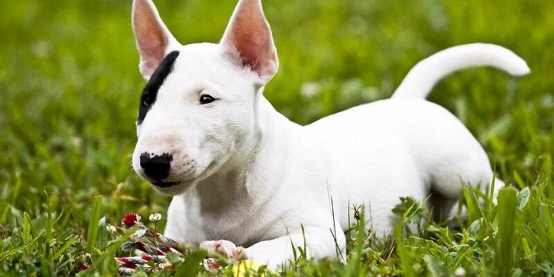 Порода собак з довгою мордою: особливості та догляд за улюбленцями.