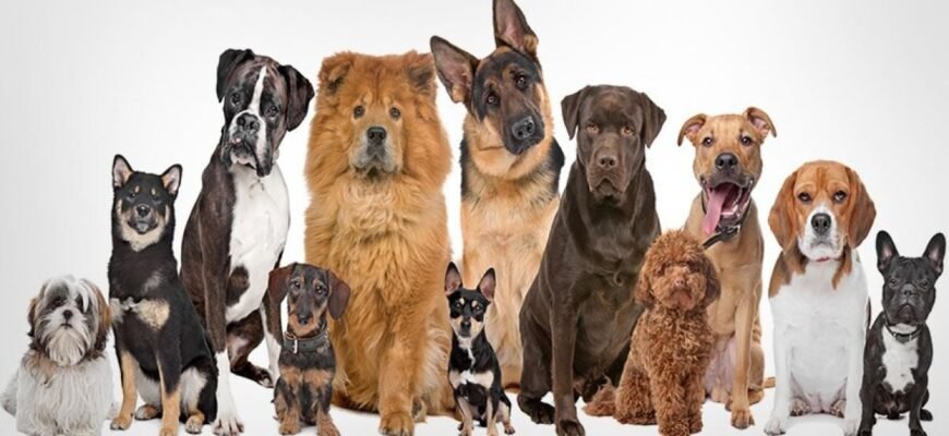 Найпопулярніші породи собак: ТОП вибір для вашого дому та сім’ї