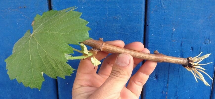 Як посадити виноград з гілки: покроковий гайд для початківців