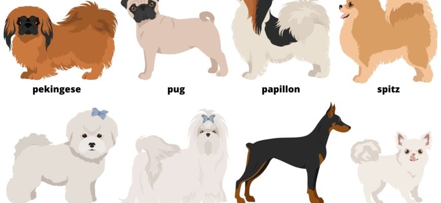 Огляд породи англійською: особливості й характеристики тварин