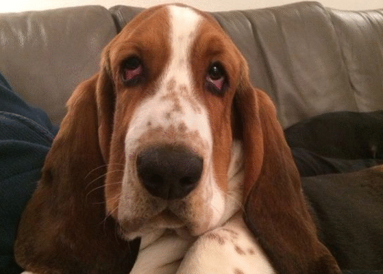 Великовухі породи собак: найдобріші улюбленці з великими вухами