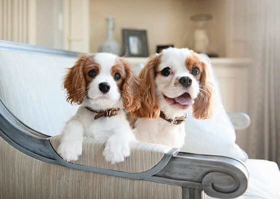 Малі та середні породи собак: вибір і догляд для вашого улюбленця