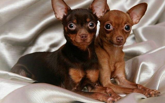 Короткошерсті маленькі породи собак: особливості та популярні види