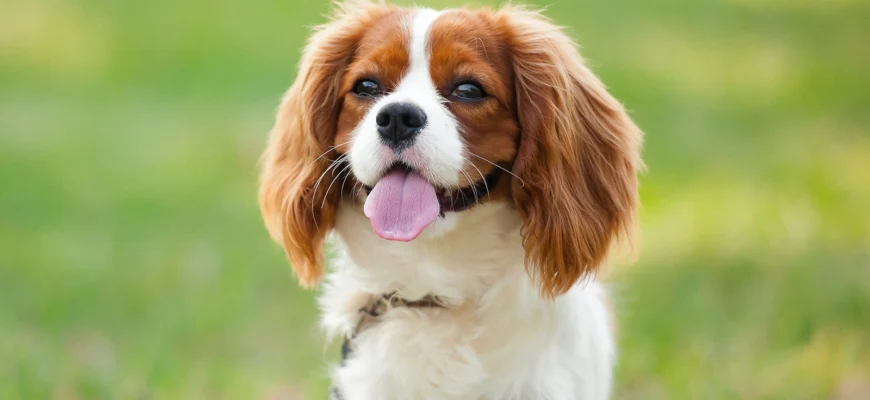 Кавалер порода: історія, особливості та догляд за улюбленцем