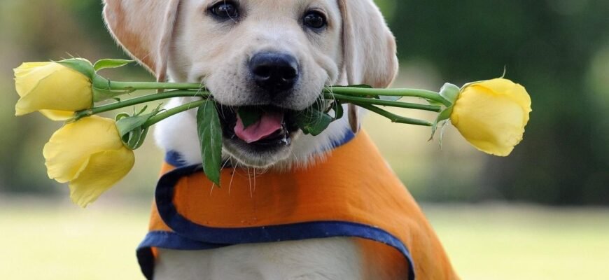 Вибір добрих порід собак: найкращі компаньйони для родини