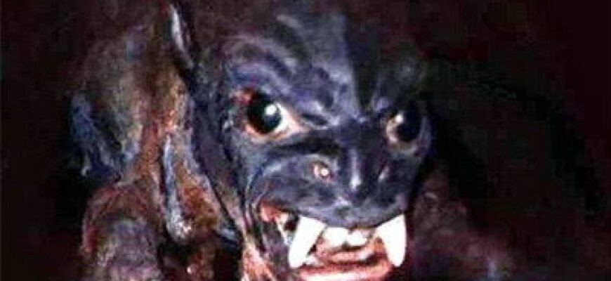 Як виглядає чупакабра: опис міфічної істоти і свідчення Як виглядає чупакабра: опис міфічної істоти і свідчення