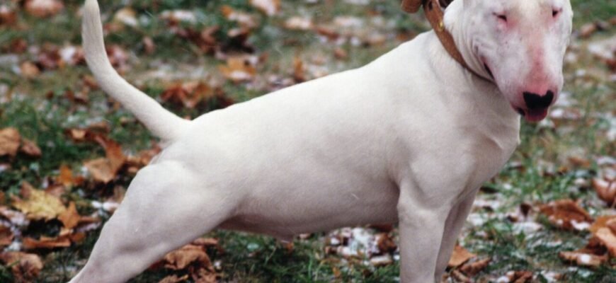 Топ-10: Яка насправді сама небезпечна порода собак у світі?